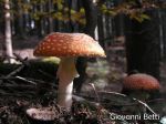 Amanita muscaria